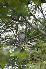 Mottled Wood Owl, Strix ocellata. Medium-sized patchy-looking owl with dark eyes, India