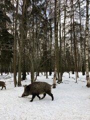 The boar is running