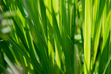 Obraz na płótnie Canvas Lemongrass leaves in the sun, Green lemongrass leaves