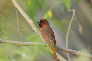 Scaly breasted munia, Lonchura punctulata, India