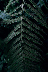 green fern leaf close-up with ripe spores