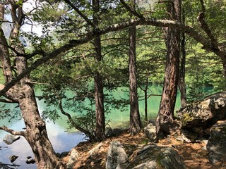 Fototapeta premium Curly pines on the shore of a high-mountain Baduk lake in the western Caucasus in the Karachay-Cherkess Republic