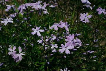 small wild purple flowers on a green field background
