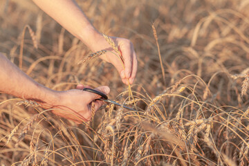 Wheat field. Hands holding ears of golden wheat close up. Ripe ears of wheat are cut off. Rural Scenery under Shining Sunlight. Background of ripening ears of wheat field. Rich harvest Concept