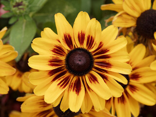 Close up on Rudbeckia hirta 'Sputnik' or Black-eyed Susan 'Kelvedon Star' with yellow ray florets streaked with dark brown circling black dome-shaped cone