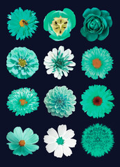 pack of 12 ultramarine flowers isolated dark-blue background macro
