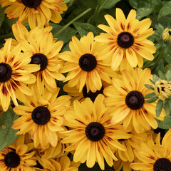 Rudbeckia hirta 'Sputnik 'Kelvedon Star' or Black-eyed Susan with yellow ray florets streaked with dark brown decorating a garden border