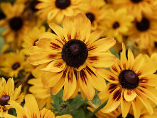 Close up on Rudbeckia hirta 'Sputnik' or Black-eyed Susan 'Kelvedon Star' with yellow ray florets streaked with dark brown circling black dome-shaped cone