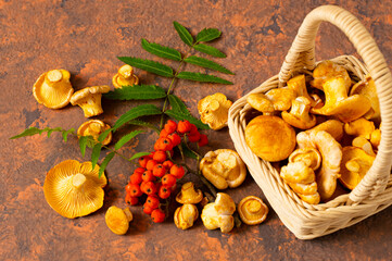 Wild chanterelle mushrooms fall out of basket