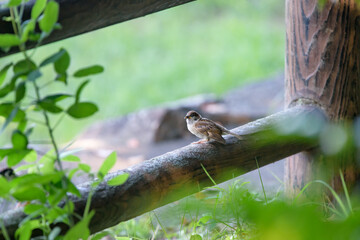 A young sparrow perched on a fence