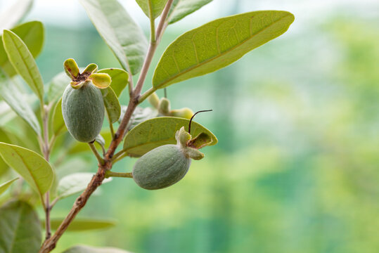 Young Feijoa's fruits, on the tree