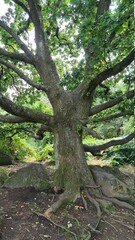 tree in the forest