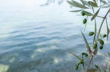 Olive tree and water. Olives grow on the shore of the lake.