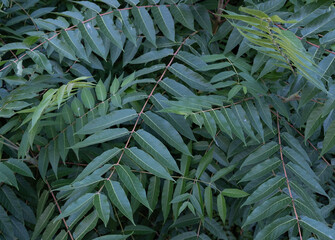 Branches of Ailanthus altissima or tree of heaven. Among branches of Ailanthus altissima or tree of heaven.