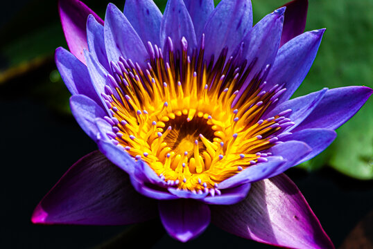 .Nymphet, flower and aquatic plant with exuberant colors