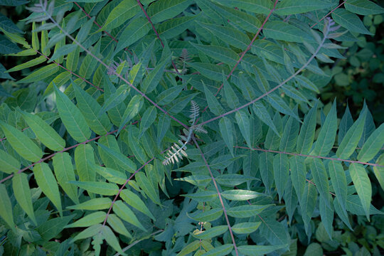 Tree of heaven growing. Ailanthus altissima tree seen from above.
