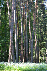 Obraz premium Green flowering grass and tall trees in a coniferous forest