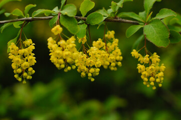 yellow flowers in the garden