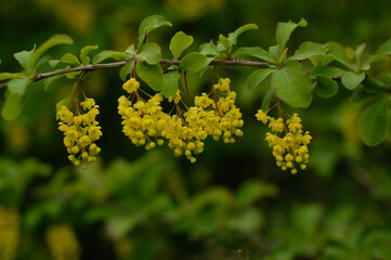 yellow flowers in the garden