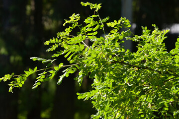 Close up of green leaves of bush in garden. Green leaves background