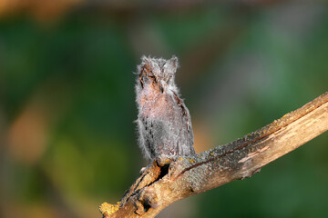 Eurasian scops owl chicks are photographed individually and together. Birds sit on a dry branch of a tree against a blurred background in the rays of the soft evening sun.