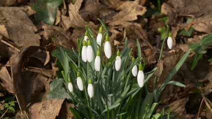 Snowdrops