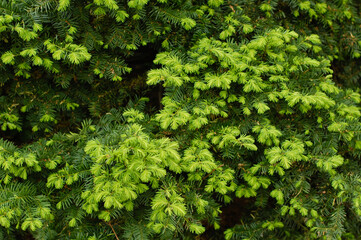 background of green moss