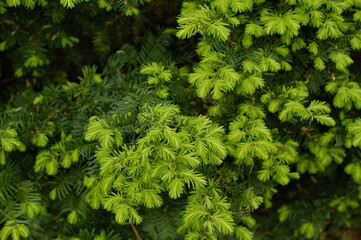 close up of green moss