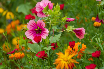 Magenta coloured mallow trifida with vivid green eye, growing in a garden near Chipping Campden in the Cotswolds, Gloucestershire, UK