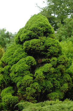 green moss on a tree © Ruslan