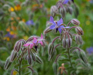Variety of colourful wild flowers including edible borage growing in the garden at Hidcote Manor, near Hidcote Bartrim in the Cotswolds, Gloucestershire.