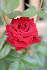 red rose