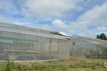 Fototapeta na wymiar greenhouse nursery in the cultivation area