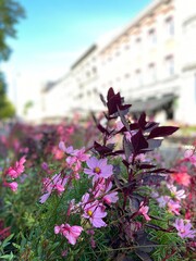 Fototapeta na wymiar flowers in the city