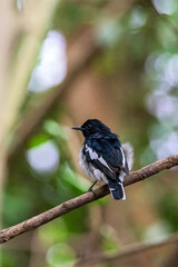 Obraz premium Beautiful male Oriental Magpie-Robin on the bamboo pole, Magpie Robin (Copsychus saularis)