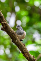 Male Plaintive Cuckoo(Cacomantis merulinus) catch on the branch