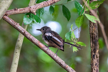 Beautiful male Oriental Magpie-Robin on the bamboo pole, Magpie Robin (Copsychus saularis)