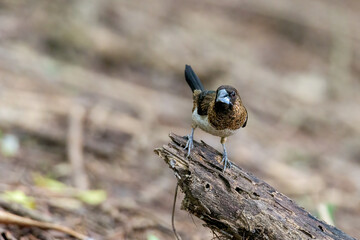 scaly breasted munia or spotted munia