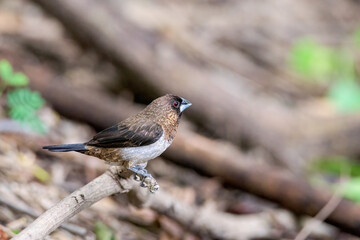 scaly breasted munia or spotted munia