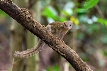 Northern treeshrew in the evergreen on the branch