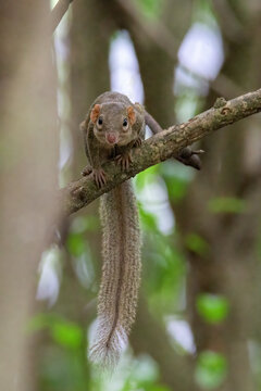 Northern treeshrew in the evergreen on the branch