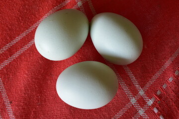 eggs on a red background
