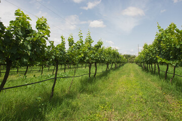 Fototapeta na wymiar A lush green vineyard for wine production in the summer