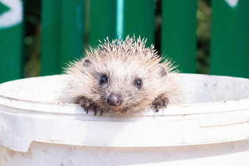a small hedgehog in a bucket © Vladimir