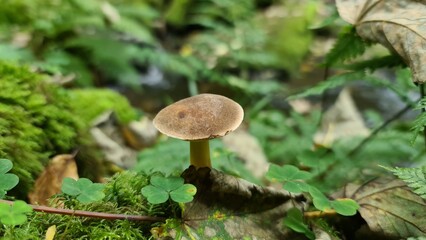 mushroom in the forest