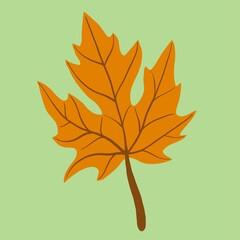 Simplicity maple leaf freehand drawing flat design.