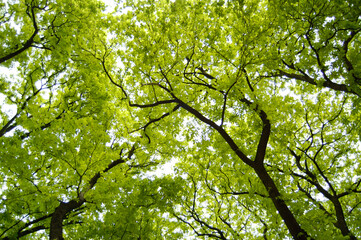 green leaves and sun