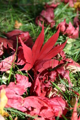 Red maple leaves