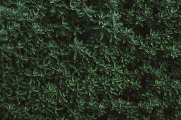 Dark Green Bush with Small Leaves Texture Background Natural Eco-Friendly