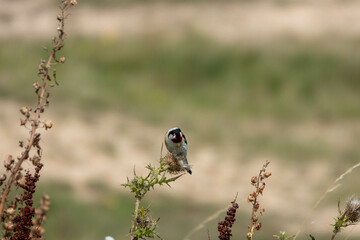 goldfinch gathering feathery pappus from a thistle